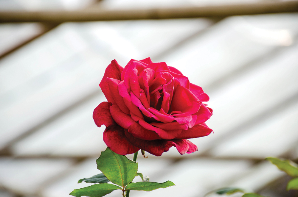 Rosy Disposition: How to Grow Roses in Florida