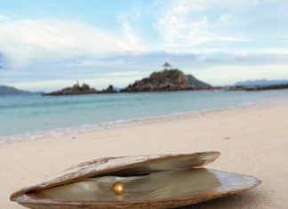 A golden pearl is a miracle from the sea. In its farms in the Philippines, Jewelmer breeds and harvests gold-lipped Pinctada maxima oysters that bestow golden pearls of exceptional quality. Photography courtesy of Jewelmer