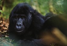 Gorilla Forest Lodge Bwindi Impenetrable National Park's resident mountain gorillas. Photo by Willem van den Heever